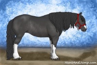 Horse Color:Black Rabicano 