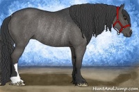 Horse Color:Black Rabicano 