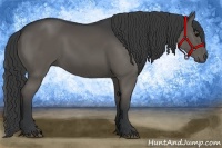 Horse Color:Black Rabicano 