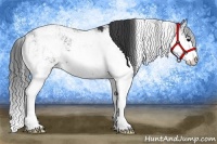 Horse Color:Black Sabino 