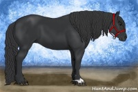 Horse Color:Black 