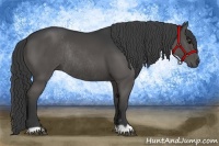 Horse Color:Black Rabicano 
