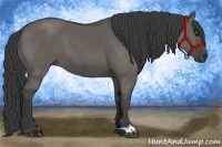 Horse Color:Grullo 