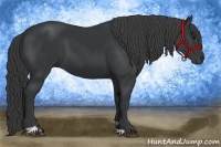 Horse Color:Black Sabino 