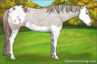 Horse Color:Chestnut Ice Splash Varnish Rabicano 