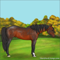 Horse Color:Brown 