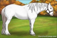 Horse Color:Bay Fewspot 