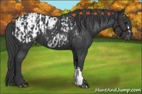 Horse Color:Black  and Black Appaloosa 