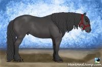 Horse Color:Black Rabicano