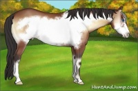 Horse Color:Buckskin Onyx Frame 