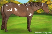 Horse Color:White Spotted Liver Chestnut Rabicano 