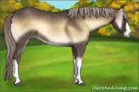 Horse Color:Chocolate Palomino Onyx Rabicano 