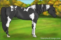 Horse Color:Smoky Black Tobiano 