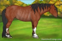 Horse Color:Bay Rabicano 