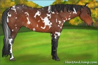 Horse Color:White Spotted Bay 