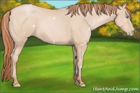 Horse Color:White Spotted Buckskin Pearl 
