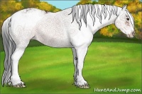Horse Color:Bay Sabino Rabicano