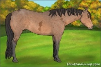 Horse Color:Buckskin Ice