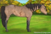 Horse Color:Buckskin Ice 