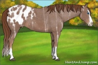 Horse Color:Chestnut Ice Sabino Splash Appaloosa 