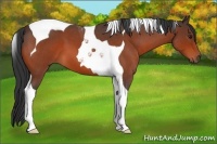 Horse Color:Bay Roan Tobiano