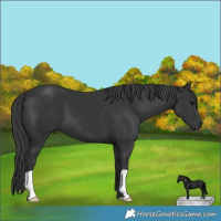 Horse Color:Black 