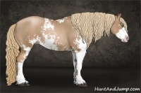 Horse Color:Liver Chestnut Pearl Sabino