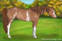 Horse Color:White Spotted Chestnut Rabicano 