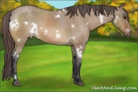 Horse Color:White Spotted Bay Dun Sabino Varnish 