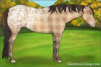 Horse Color:Plaid  Amber Champagne Ice 