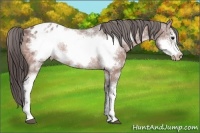 Horse Color:White Spotted Brown Ice Frame Varnish 