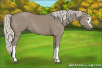Horse Color:White Spotted Silver Smoky Grullo 
