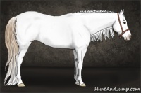 Horse Color:Buckskin Roan Appaloosa 