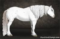 Horse Color:Black Pearl Sabino Splash