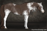 Horse Color:White Spotted Liver Chestnut Rabicano 