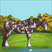 Horse Color:White Spotted Chocolate Black Sabino 