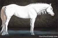 Horse Color:White Spotted Liver Chestnut Blanket