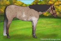 Horse Color:Bay Roan Dun Rabicano Brindle