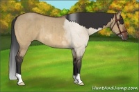 Horse Color:Bay Roan Dun Rabicano Brindle 