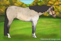 Horse Color:Buckskin Roan Dun Rabicano Brindle