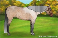 Horse Color:Brown Roan Dun Rabicano Brindle