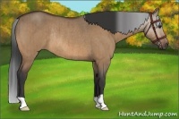 Horse Color:Bay Roan Dun Rabicano Brindle