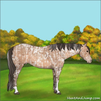 Horse Color:White Spotted Brown Splash Appaloosa and Sable Champagne