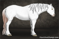 Horse Color:Amber Champagne Appaloosa and Amber Champagne Appaloosa