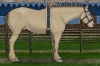 Horse Color:Classic Cream Champagne 