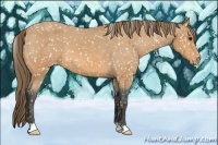 Horse Color:Buckskin Appaloosa