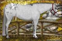 Horse Color:Blue Roan Varnish 