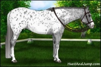Horse Color:White Spotted Blue Roan Splash Frame Appaloosa 