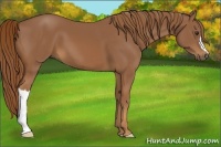 Horse Color:Chestnut 