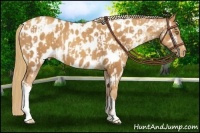 Horse Color:Gold Champagne Near Leopard  and Gold Champagne Near Leopard 